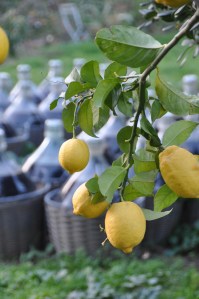 Port is made with two parts. One sits in the sun in these glass bottles. The other is inside. 