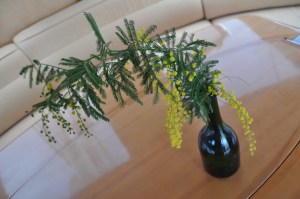 Local flower called Mimosa